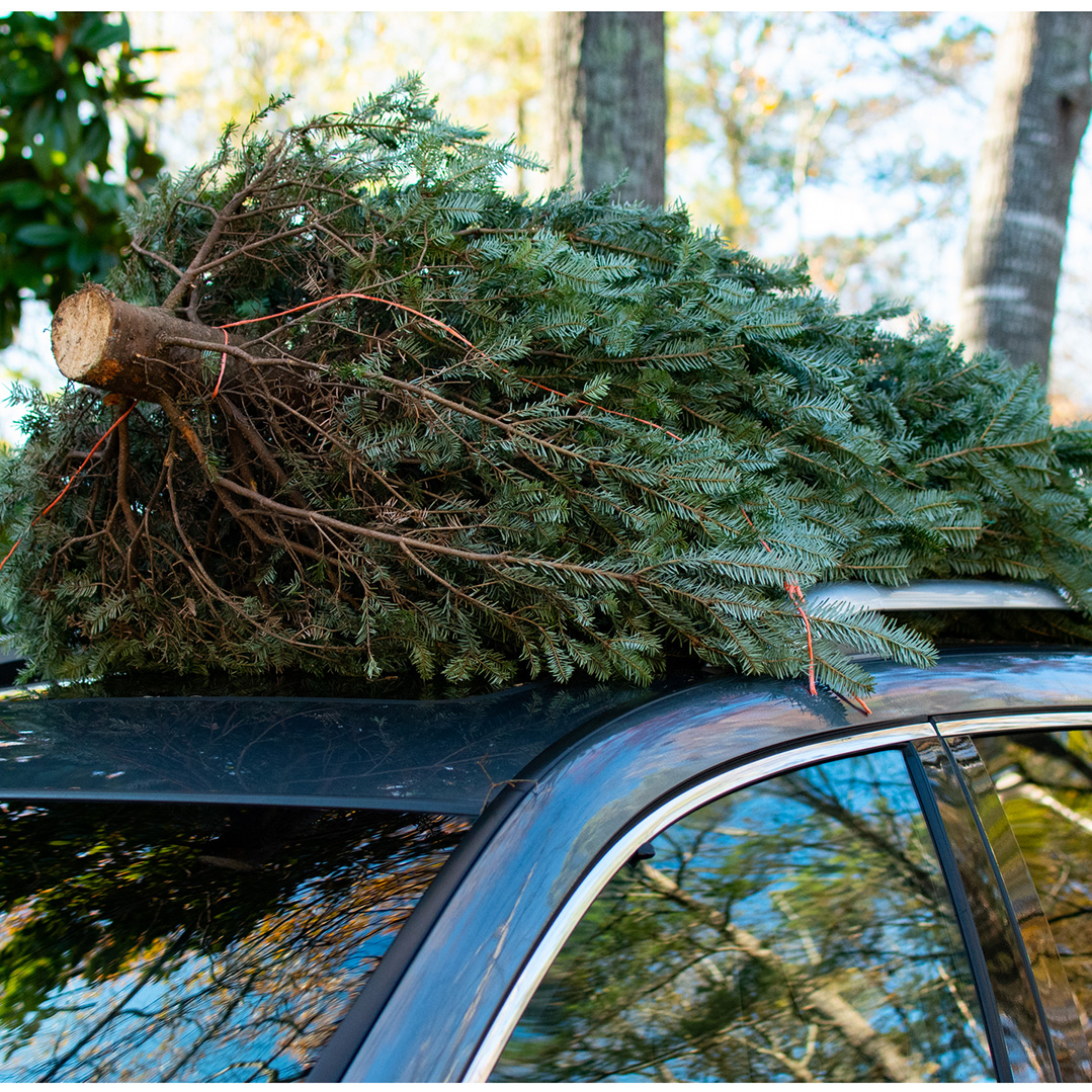 SMP Volunteer:  Trees for Troops Distribution