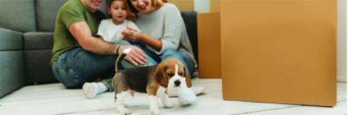 vehicle violation citation