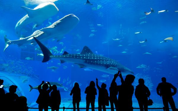 Youth Fitness (Ages 5-6)